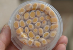 纳豆怎么做视频教程,家常美味轻松学