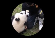 大熊猫视频大全,萌态百态，探秘国宝生活