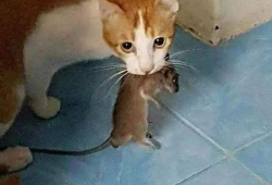 猫抓老鼠视频,一场欢乐的追逐战