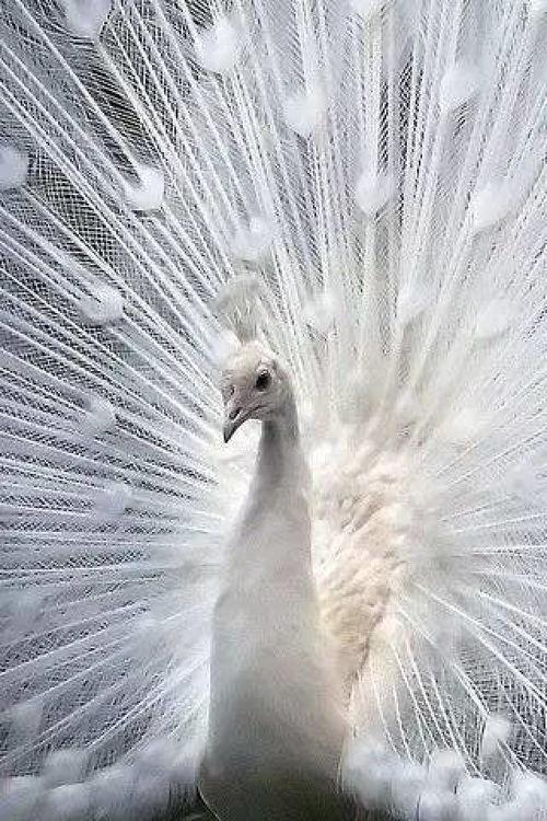 孔雀开屏的视频,绚烂瞬间，自然之美尽显